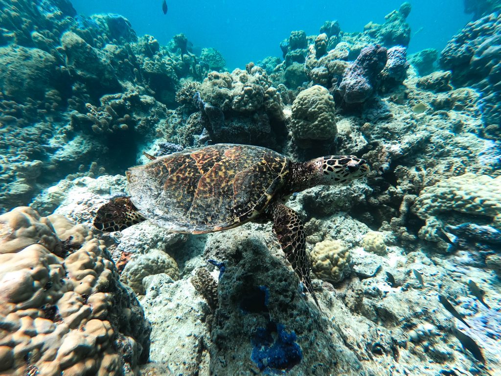 DCIM100GOPROGOPR9218.JPG