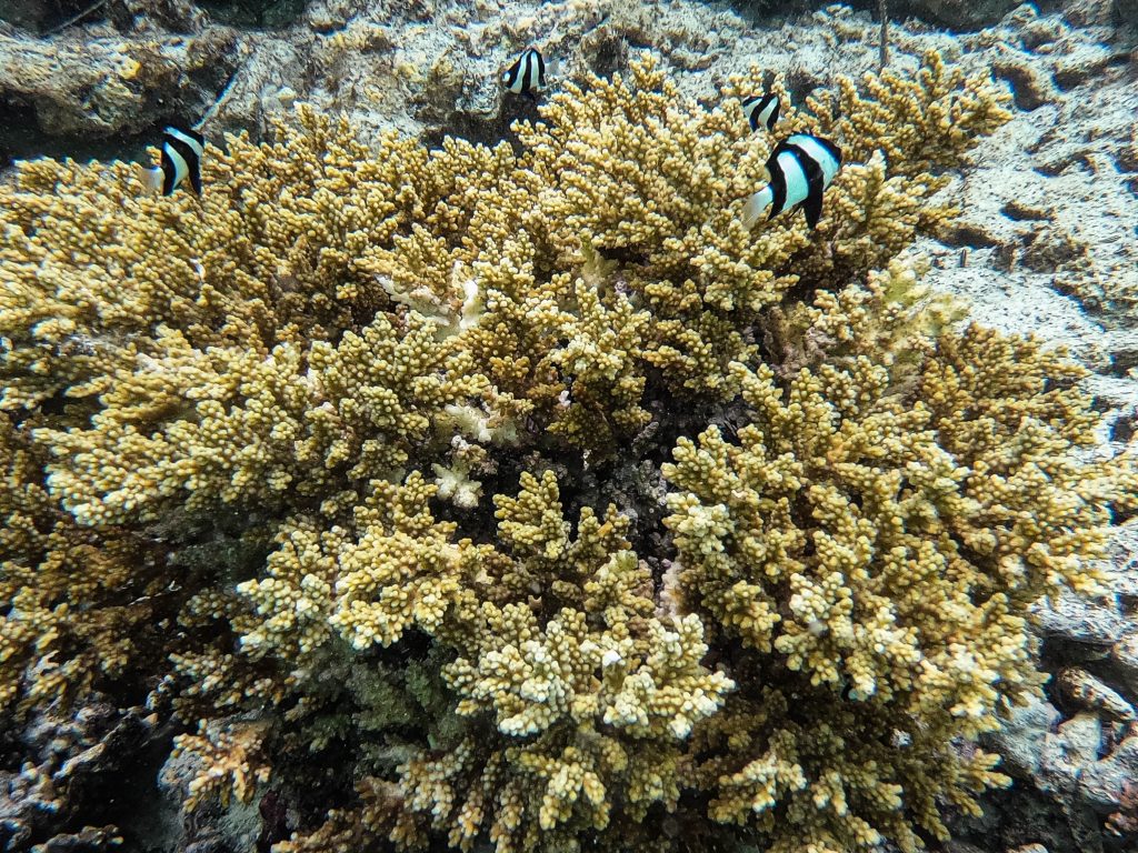 DCIM100GOPROGOPR9274.JPG