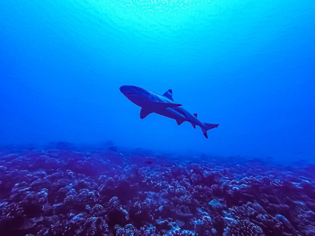 DCIM100GOPROGOPR9448.JPG
